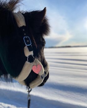 Lilly Åkerblom, hästen heter Smaetla och bilden är tagen i Stensele ute på isen