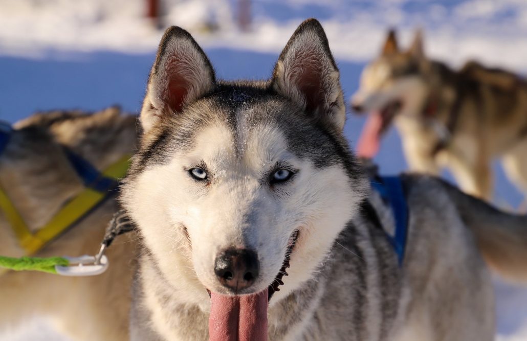 A dog sledding adventure – a nature experience in Storuman Lapland
